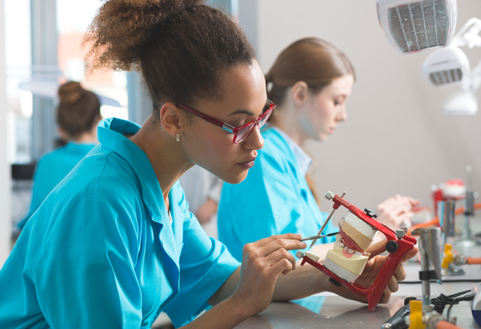 The dental learning candidates examining artificial teeth